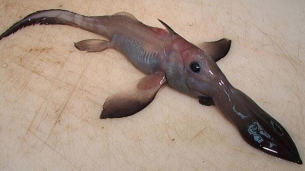 Scientists Share Terrifying Pictures Of 16 000 Ft Deep Sea Creatures We Wish They Hadn T