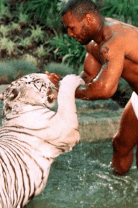 Featured image of post Mike Tyson Wrestling Tiger The white bengal tigers became synonymous with the pugilist who eventually had to sell his pets which reportedly cost 70 000 to purchase and 4 000 a month to care for